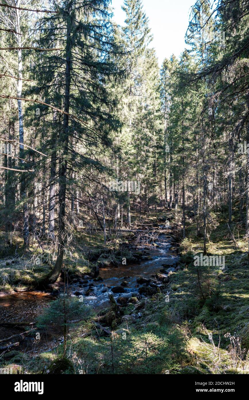 Woods Rive Spring high water spring rinver in woods with brown water and old wooden logs ...