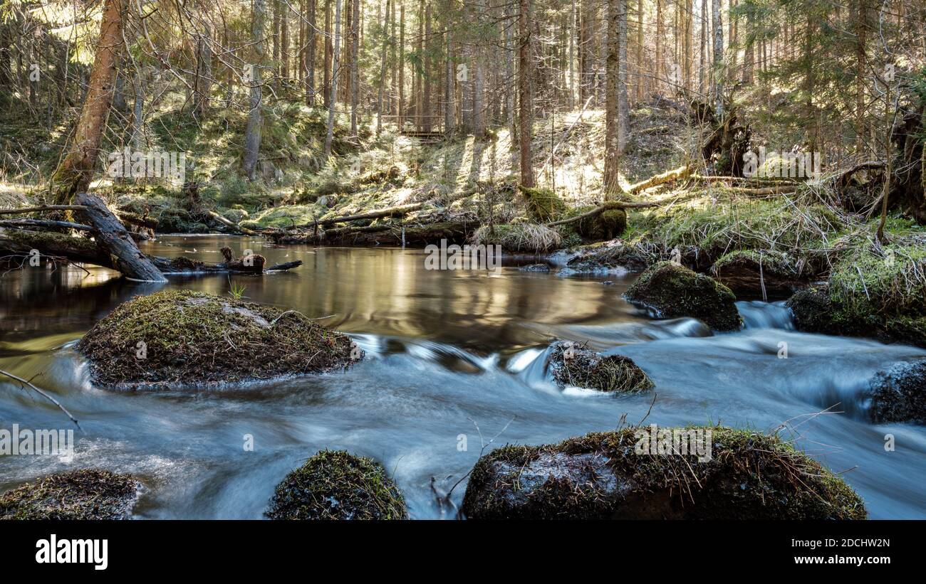 Woods Rive Spring high water spring rinver in woods with brown water and old wooden logs ...