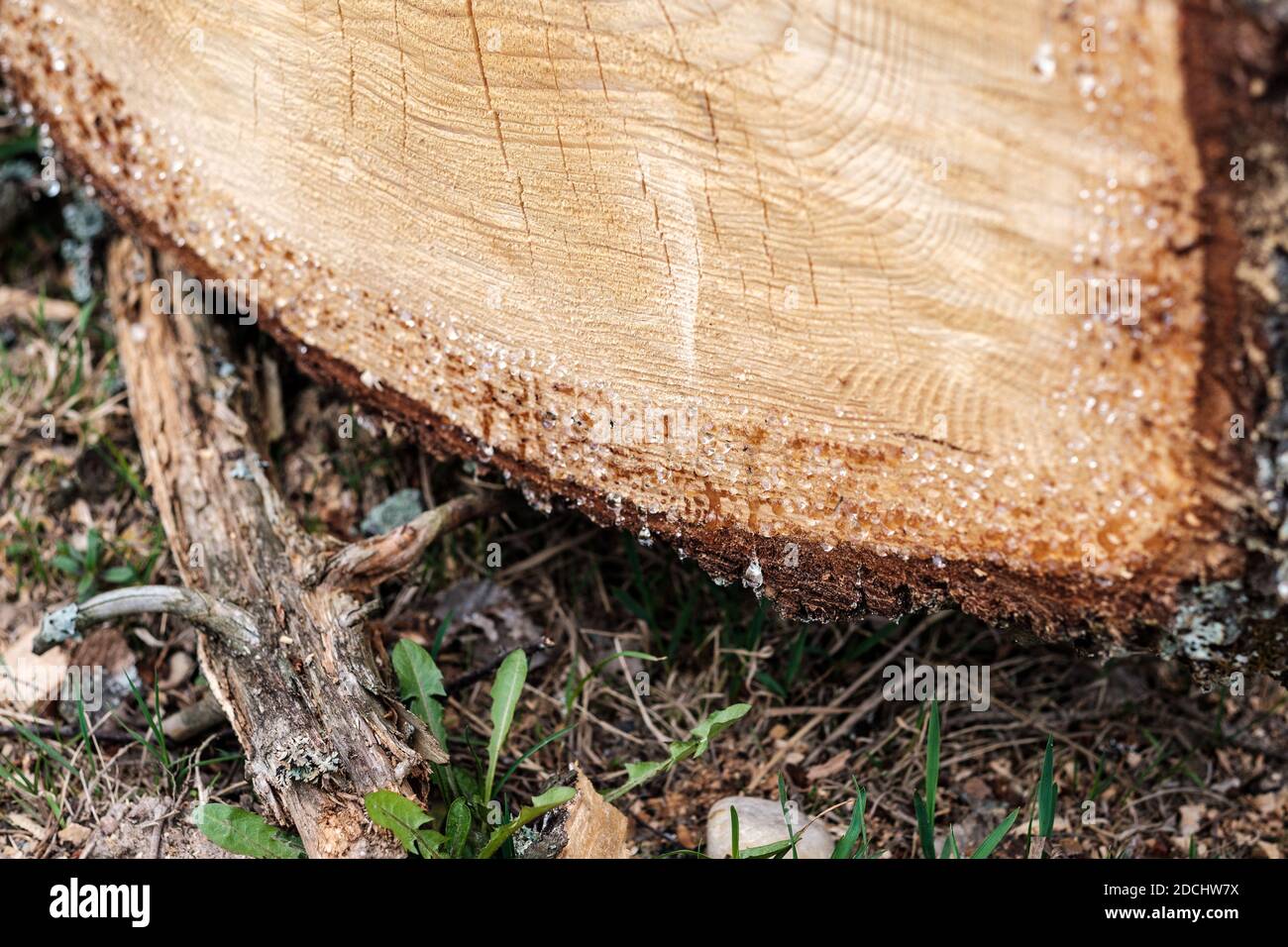 firewood log texture in nature. wood chaos pattern Stock Photo - Alamy
