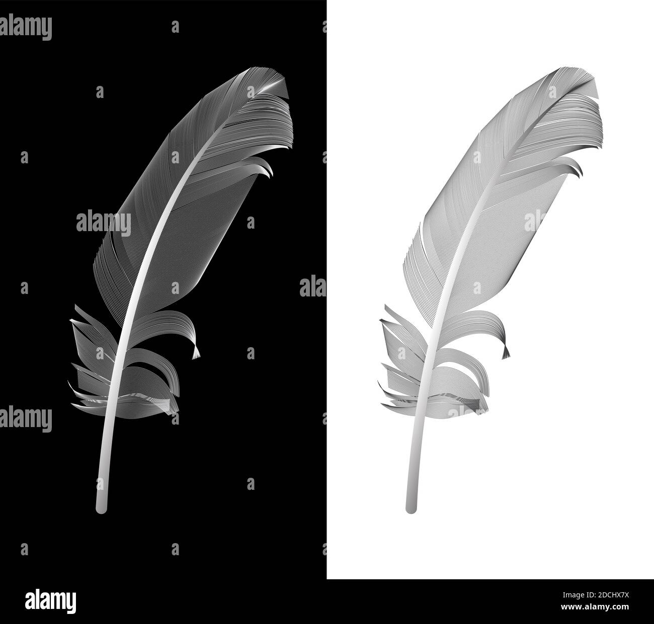 Black and White Bird Feather Drawn in Illustration Stock Photo - Alamy