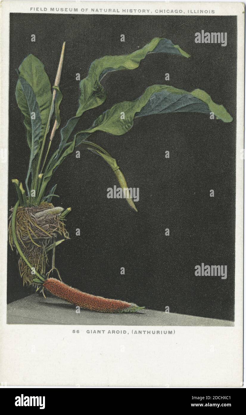 Giant Aroid (Anthurium), Field Museum of Natural History, Chicago, Illinois, still image, Postcards, 1898 - 1931 Stock Photo