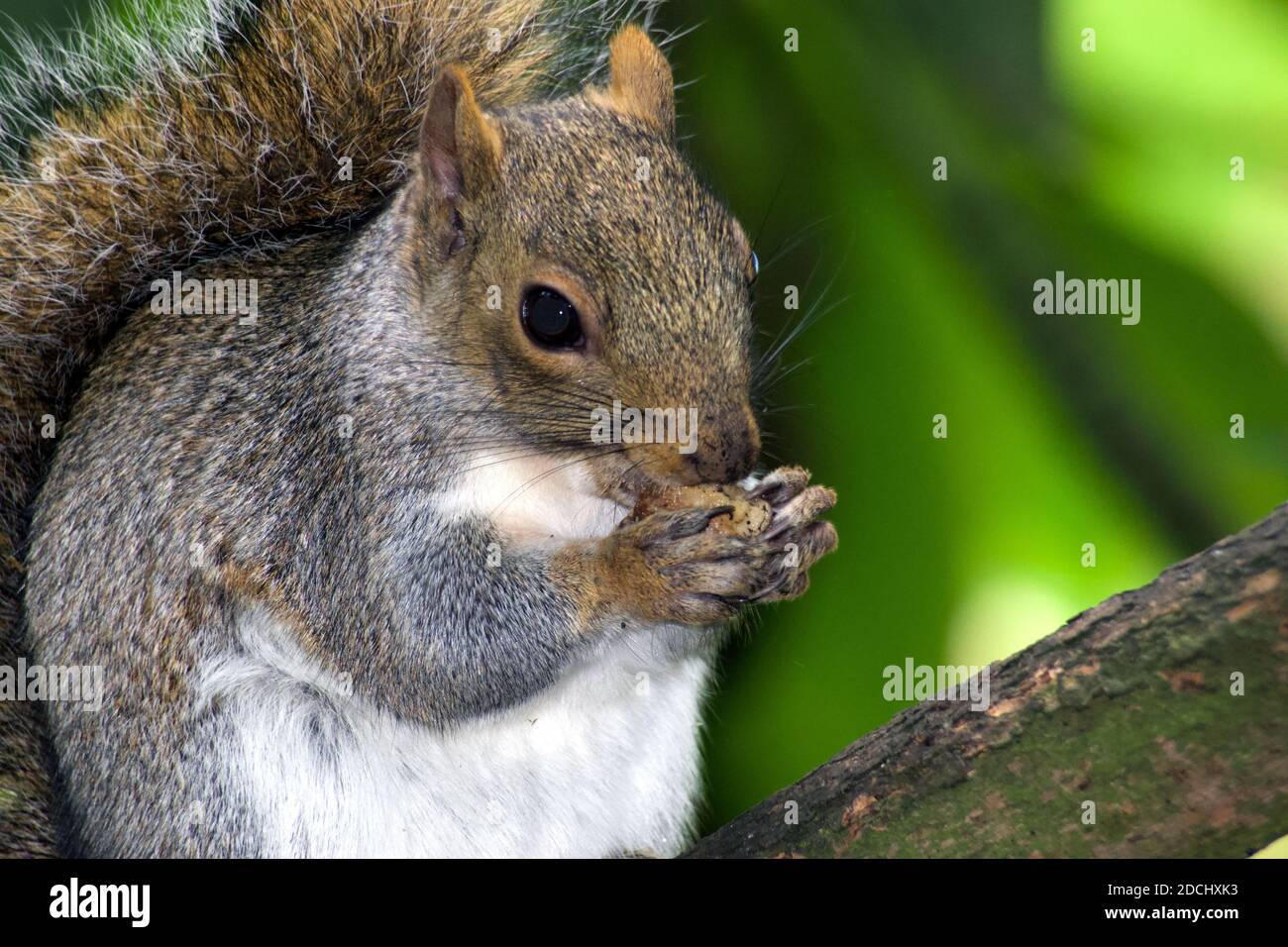 closeup of eating squirrel in Botanic Gardens, Dublin, Oct 2020 Stock Photo