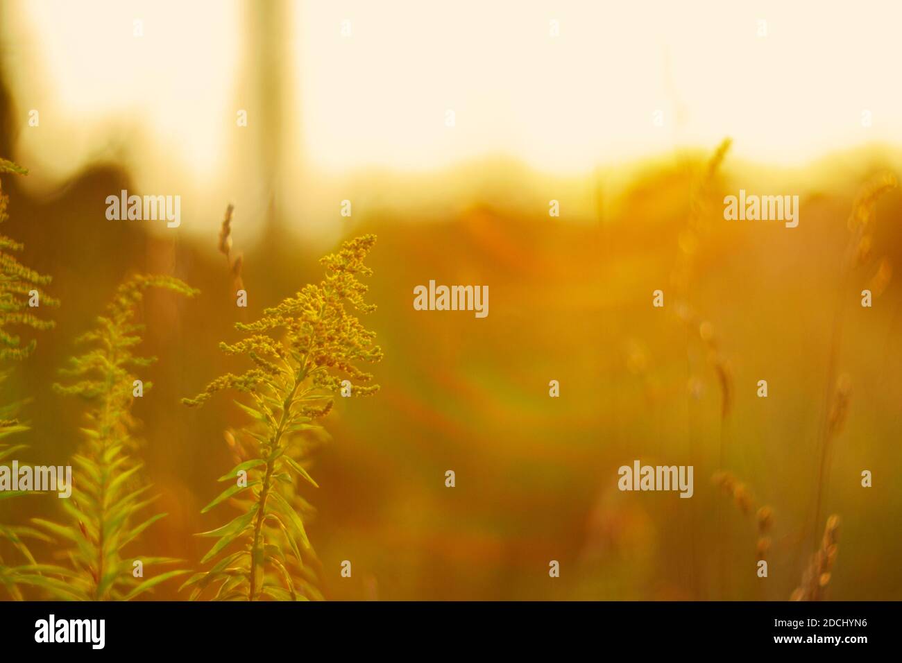 Blooming goldenrod (Solidago altissima) in sunset with low dof, soft focus Stock Photo