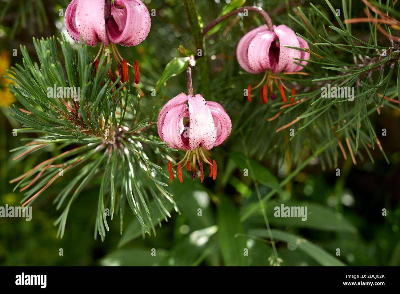 Lilium martagon pink and red flowers Stock Photo