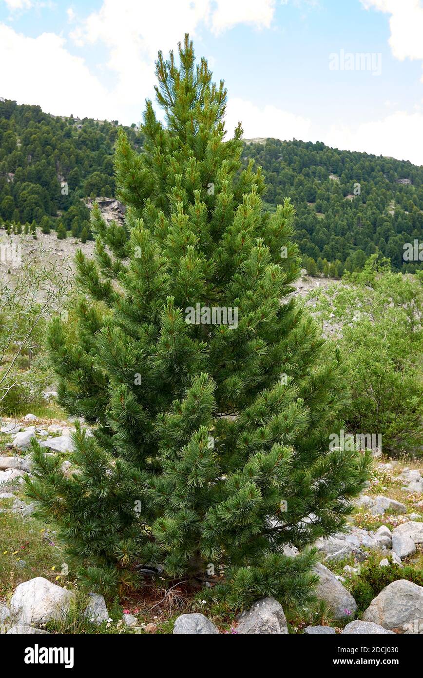 Pinus cembra coniferous trees Stock Photo