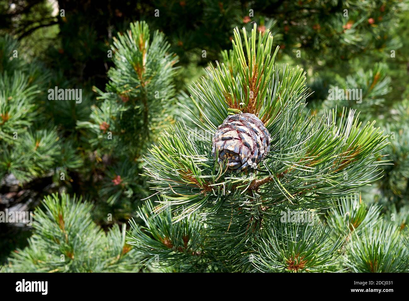 Pinus cembra coniferous trees Stock Photo