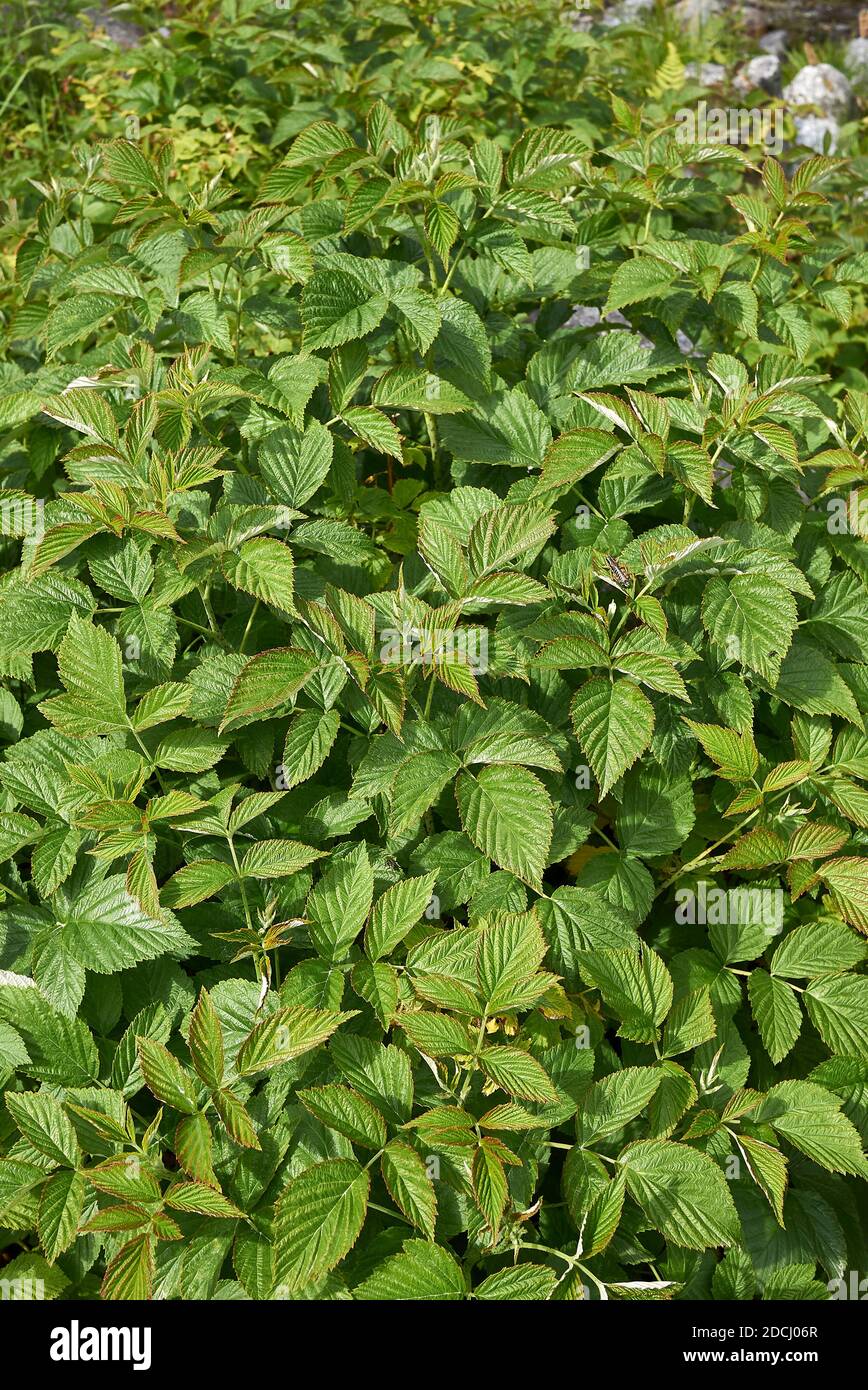 Rubus idaeus fresh foliage Stock Photo