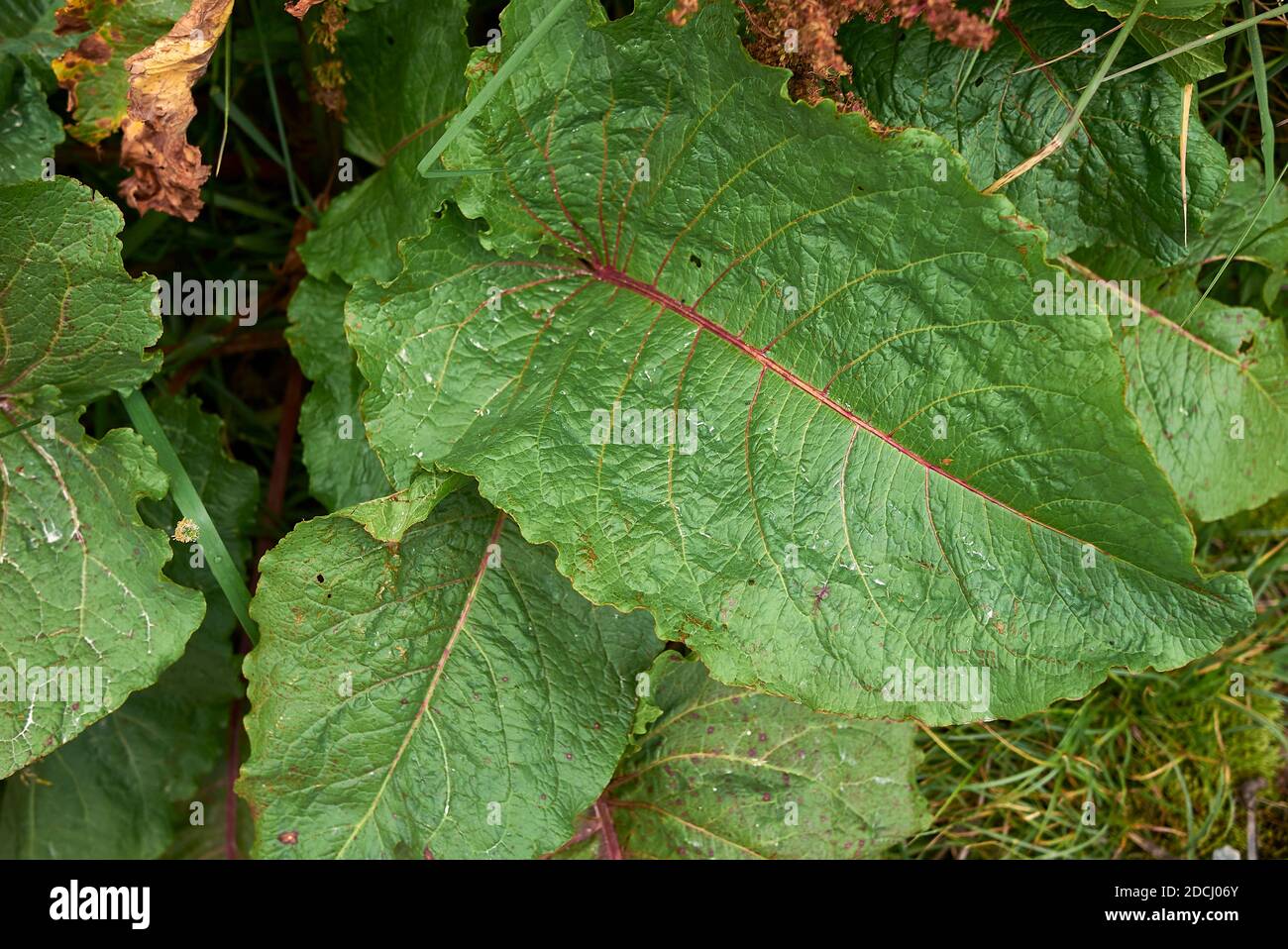 Rumex alpinus in bloom Stock Photo - Alamy