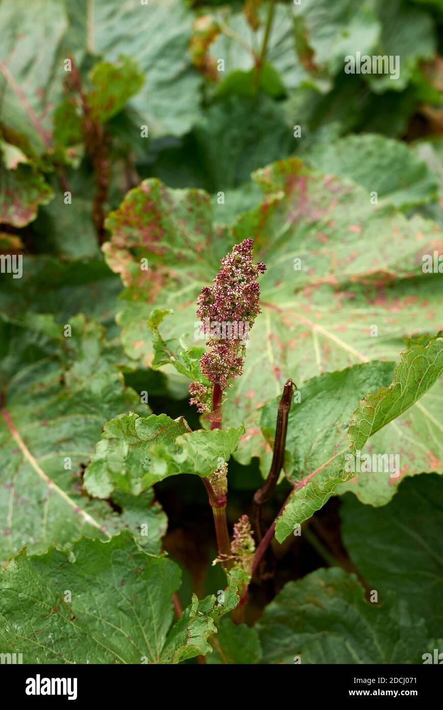 Rumex alpinus in bloom Stock Photo - Alamy