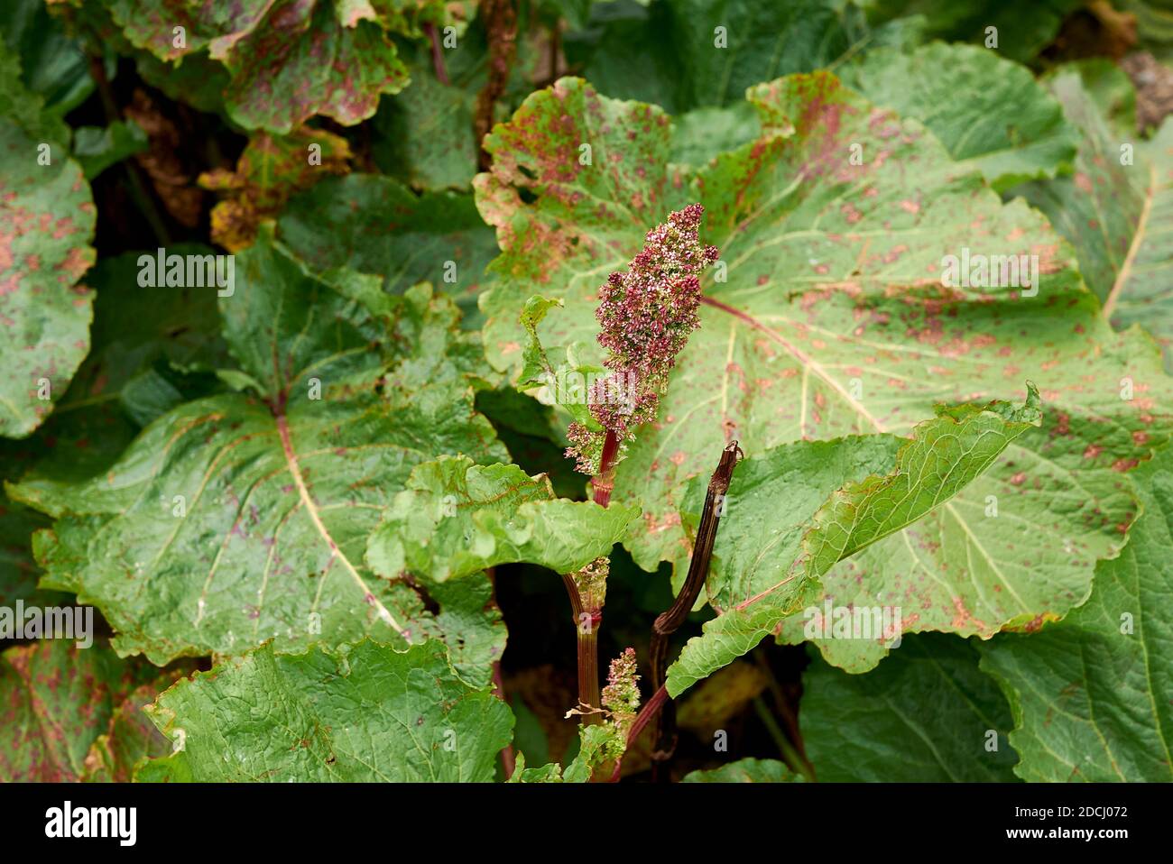 Rumex alpinus in bloom Stock Photo - Alamy