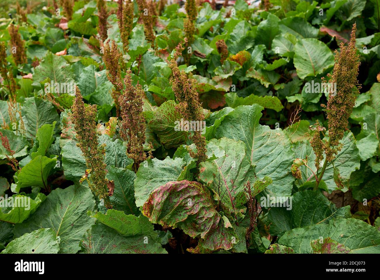Rumex alpinus in bloom Stock Photo - Alamy