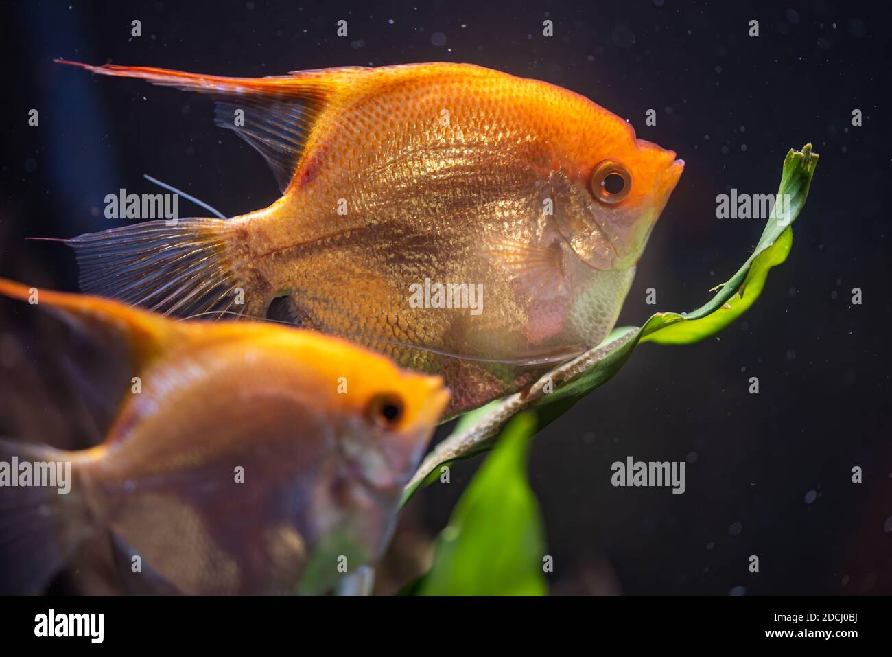 Pair of Gold Pterophyllum Scalare in aquarium, yellow angelfish guarding eggs. Stock Photo