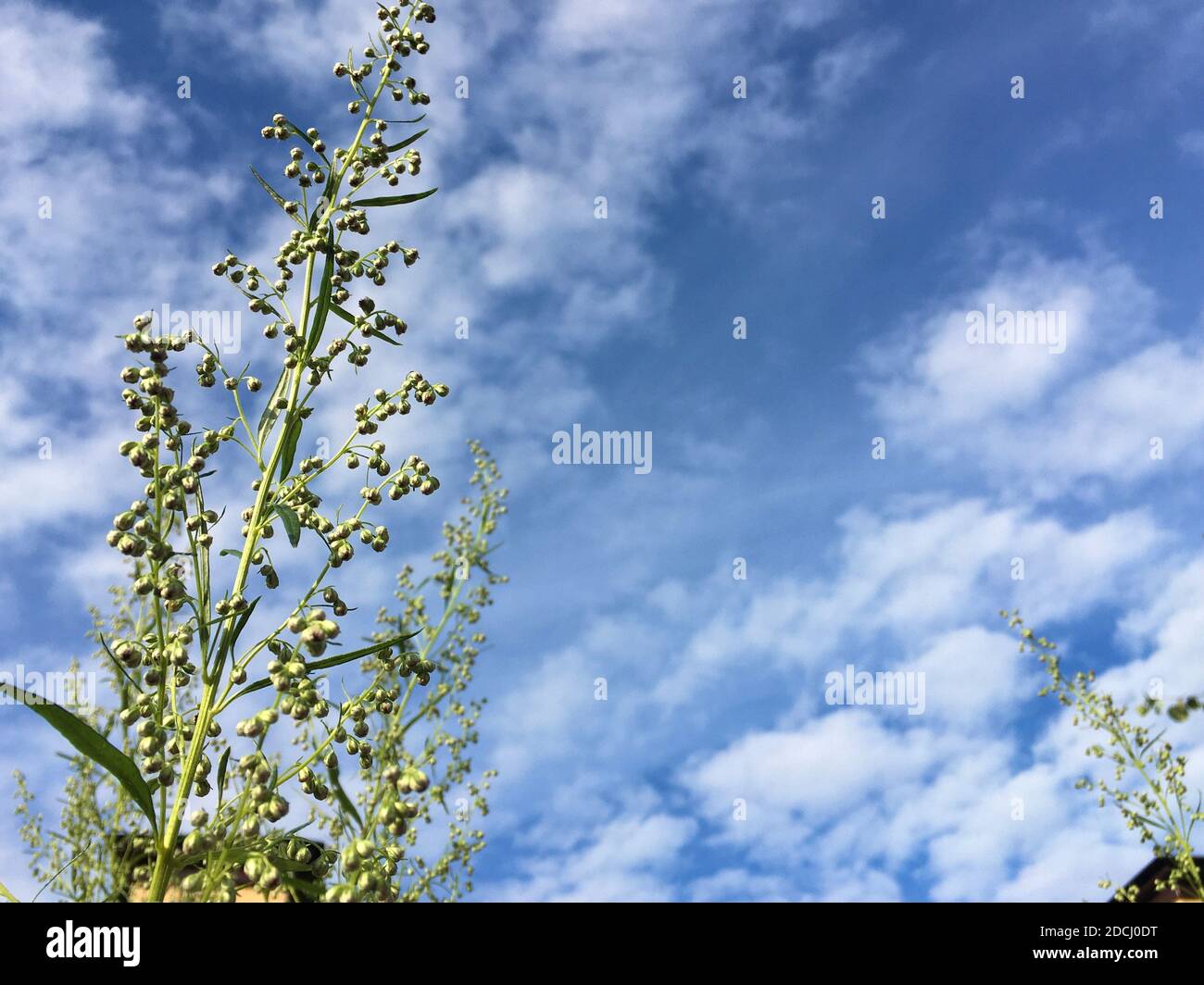 Tall plant against beautiful hi-res stock photography and images - Alamy