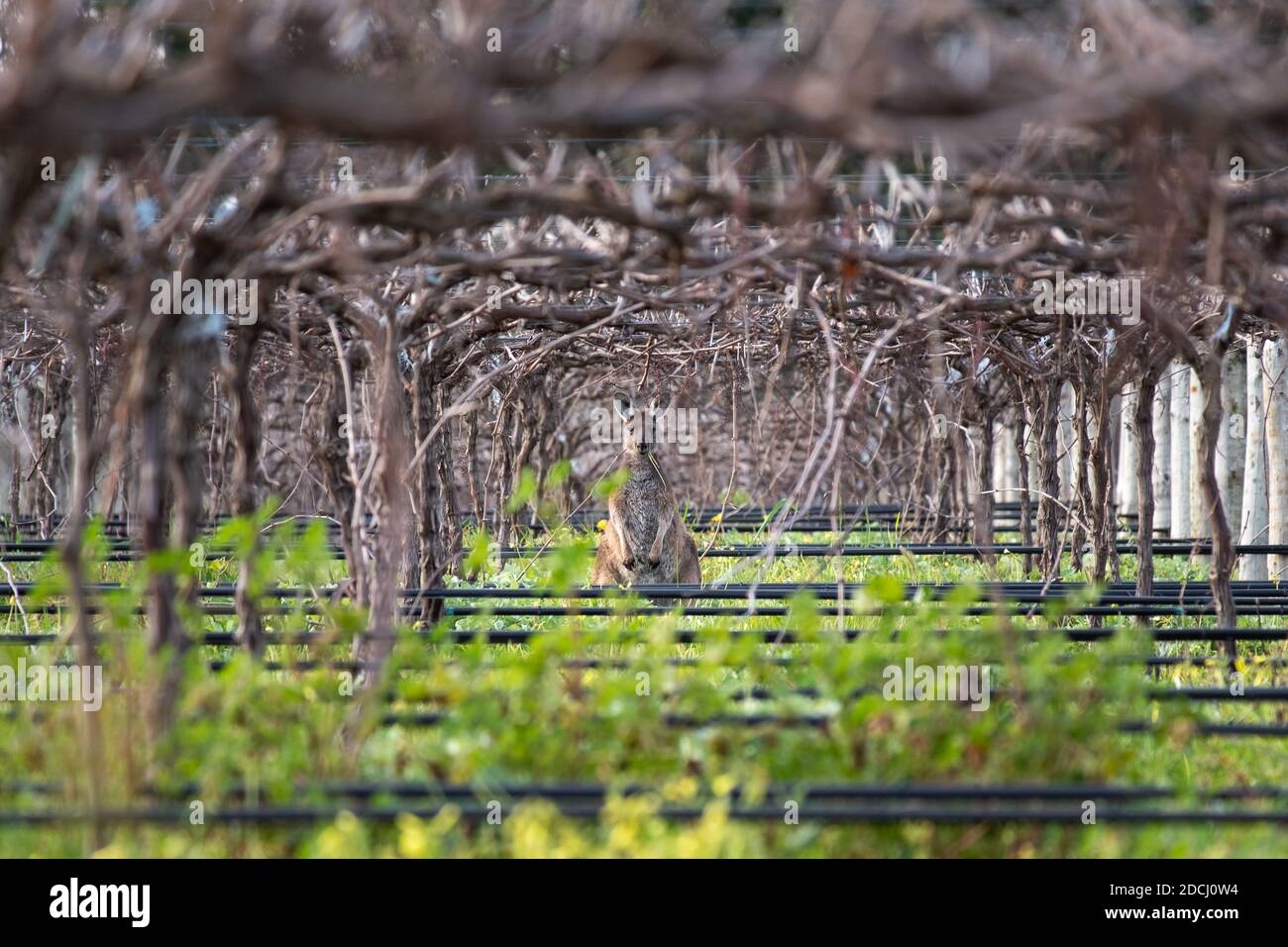 Wild kangaroo (euro) hiding among the vineyards, eating grass in the wine fields. Iconic kangaroo framed by the vineyards and the grass. Barossa valle Stock Photo