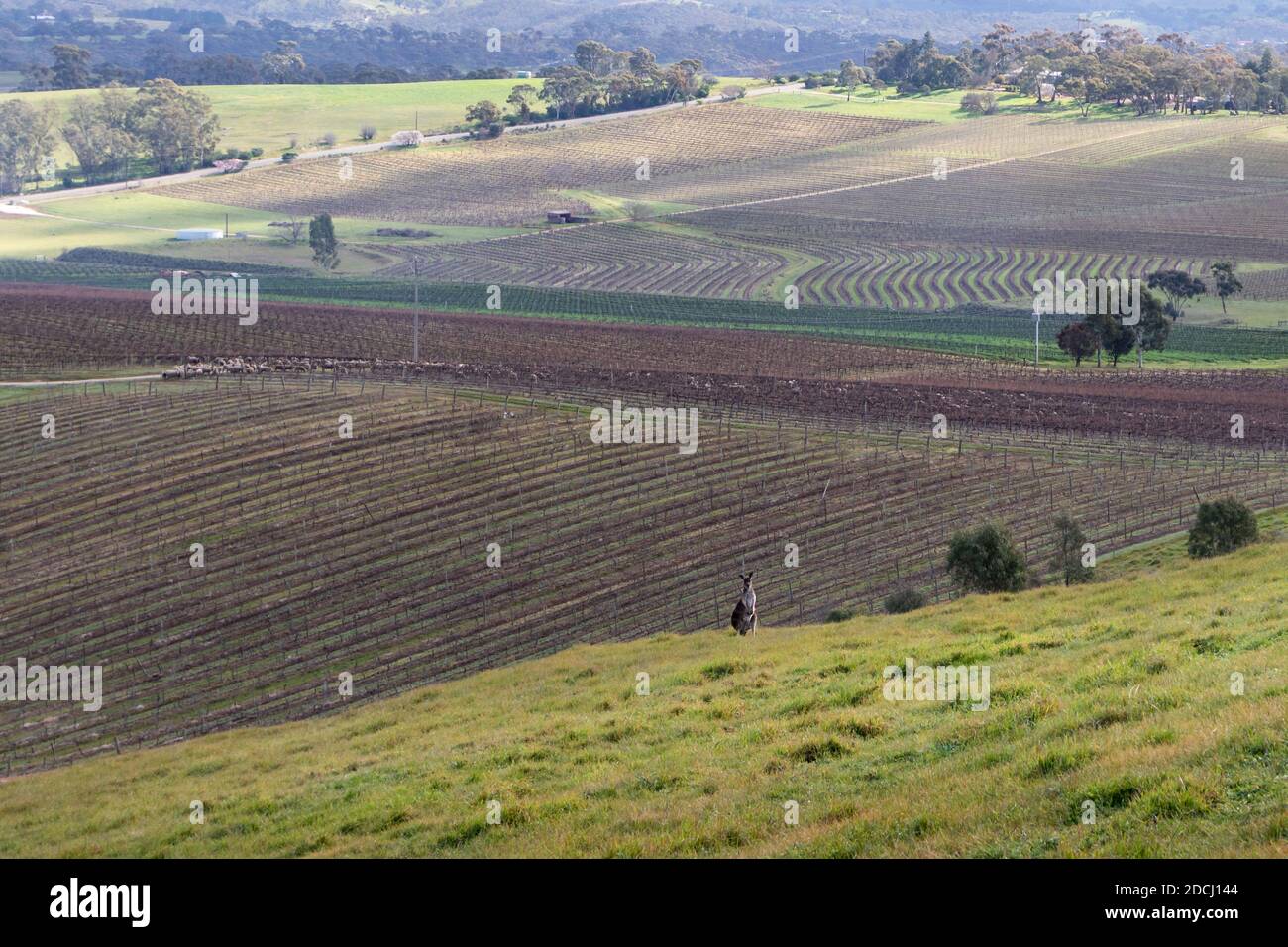 Iconic Australian wild kangaroo in the middle of the vineyards. Wine making area at Clare valley, South Australia Stock Photo