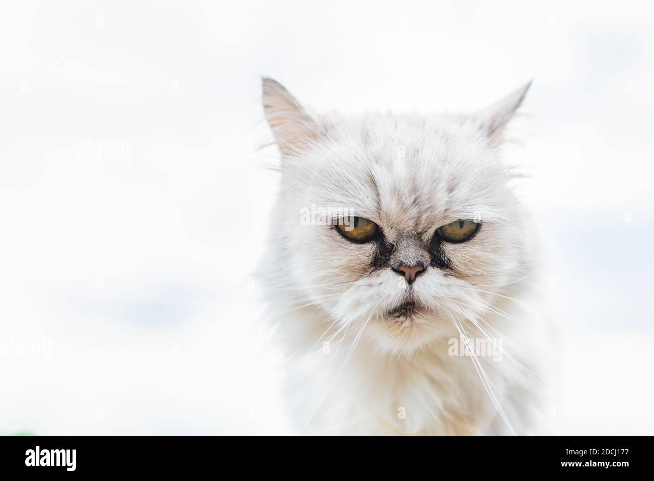 Cat tear stains 2025