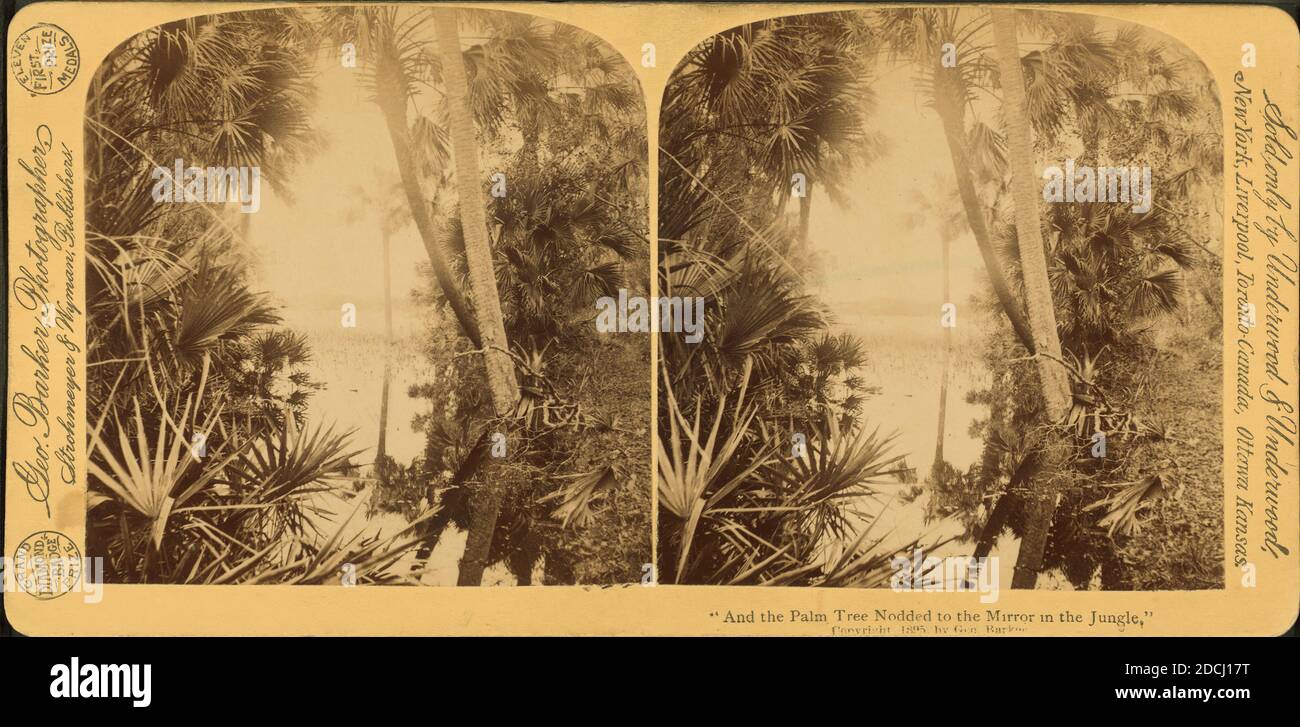 And the Palm Tree Nodded to the Mirror in the Jungle.', still image