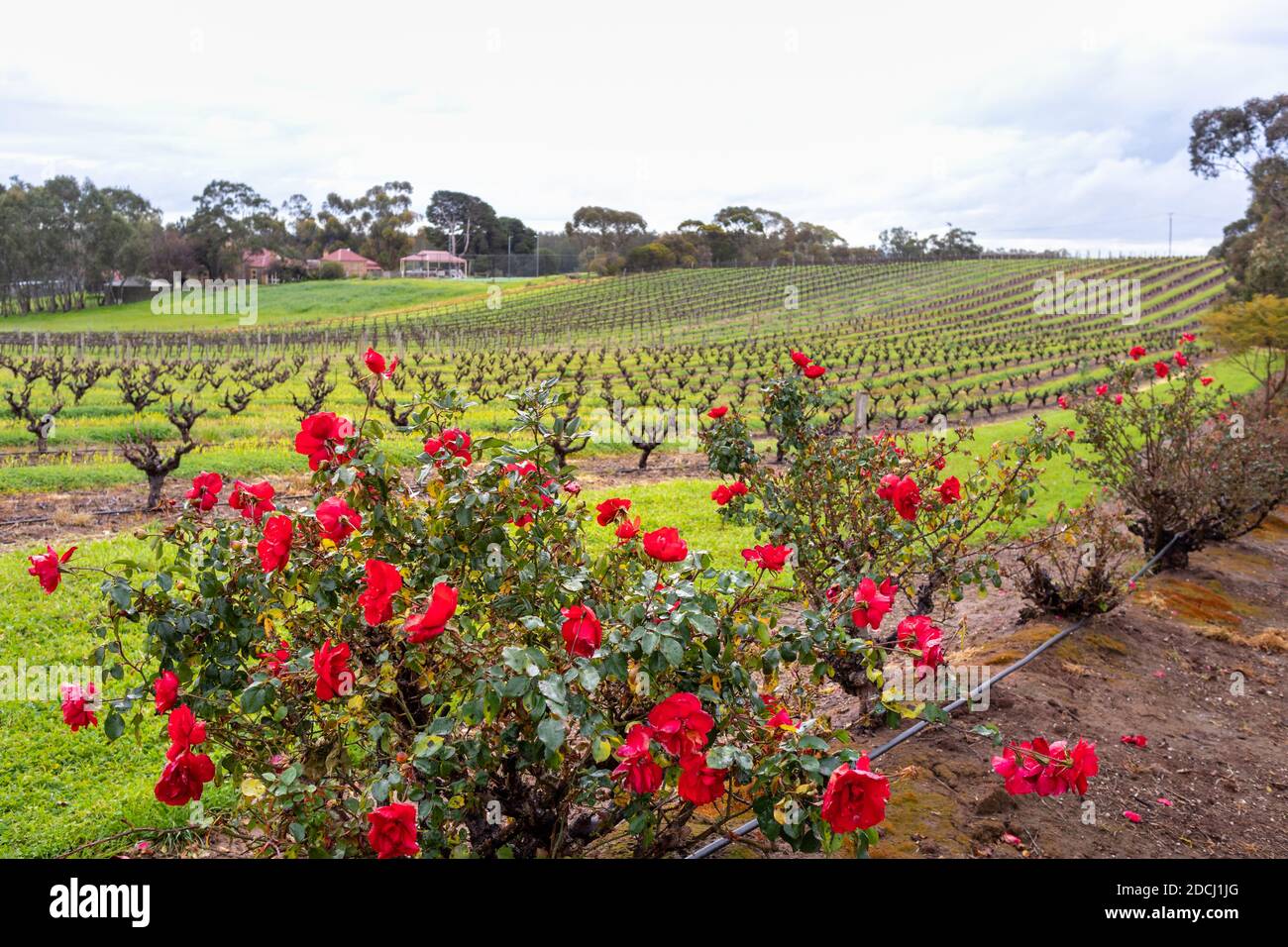 Roses and grape vines hires stock photography and images Alamy
