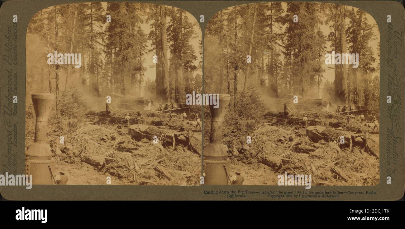 Cutting down the Big Tree - just after the great 100 ft. Sequoia had fallen - Converse Basin, California., still image, Stereographs, 1870 - 1910 Stock Photo