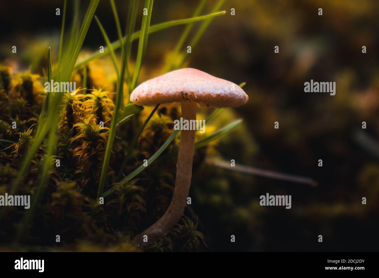 mushroom in moss Stock Photo