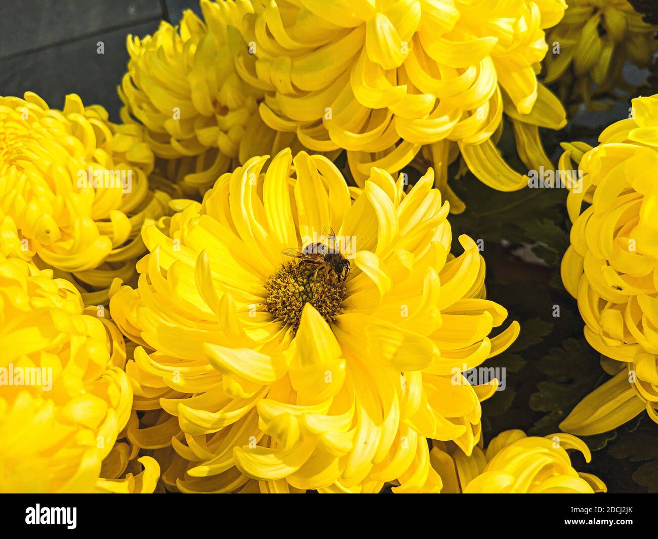 A closeup of a bee on yellow chrysanthemum x grandiflorum under the sunlight Stock Photo