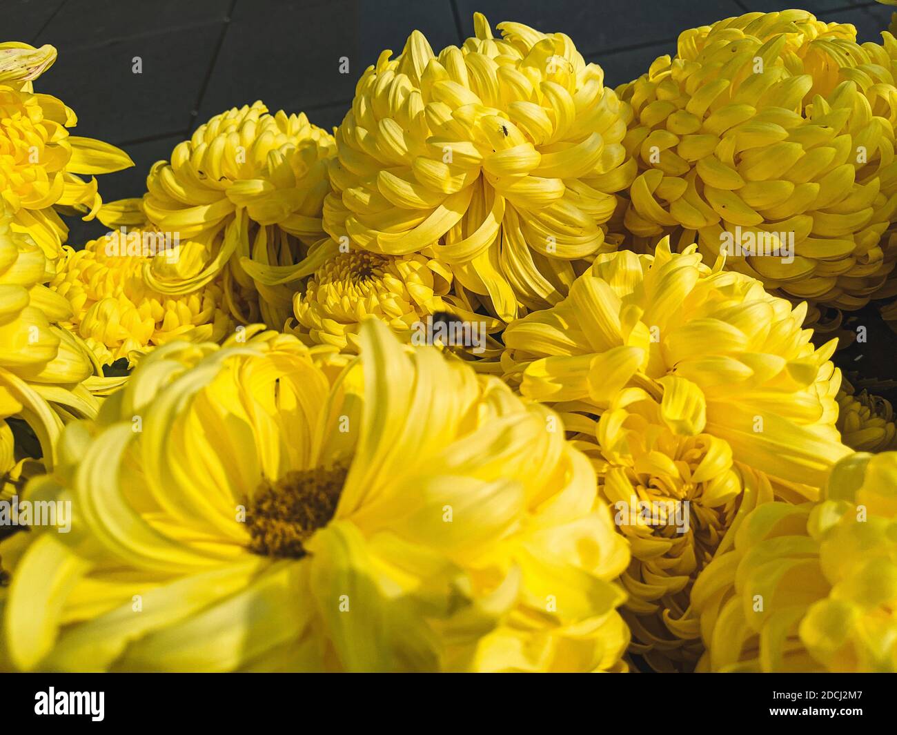 A closeup of a bee on yellow chrysanthemum x grandiflorum under the sunlight Stock Photo