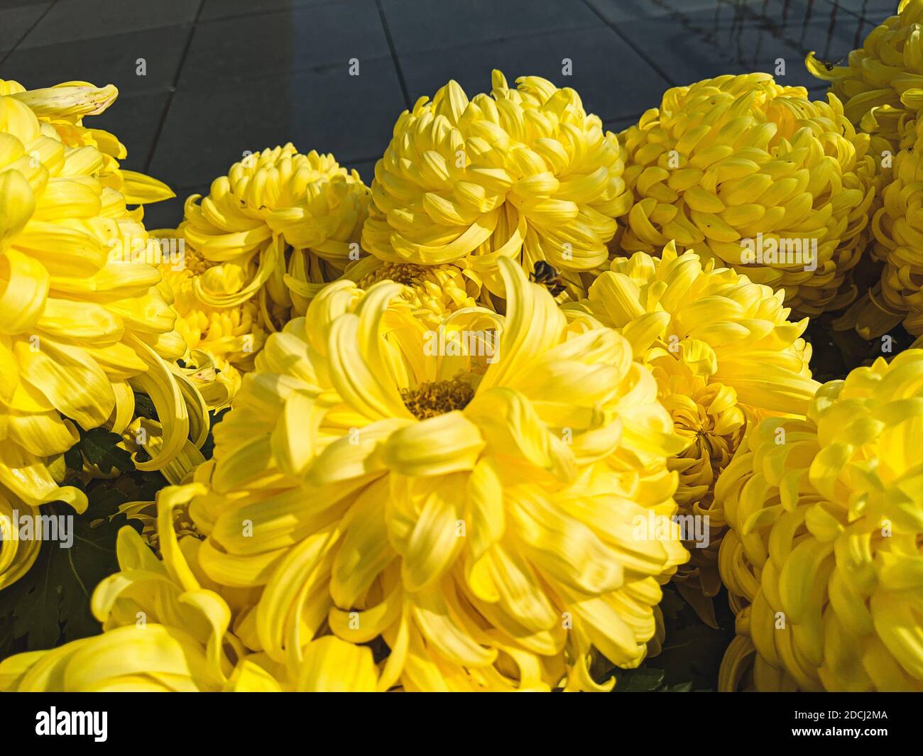 A closeup of yellow chrysanthemum x grandiflorum under the sunlight Stock Photo
