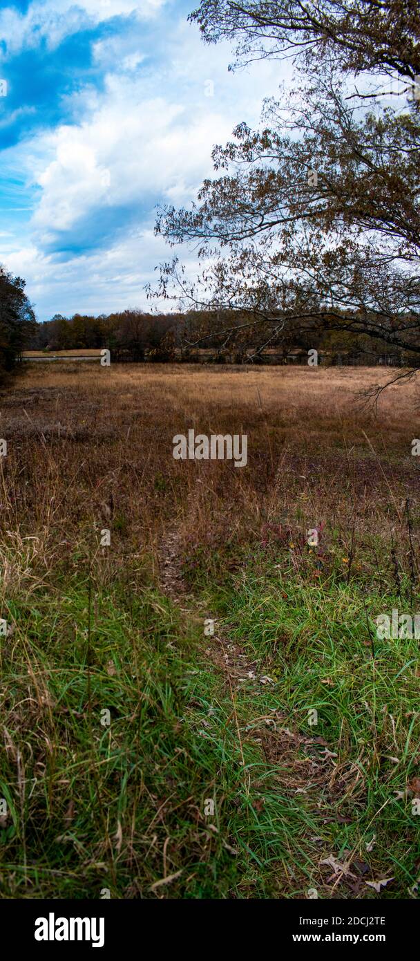 Tall grassy field hi-res stock photography and images - Alamy