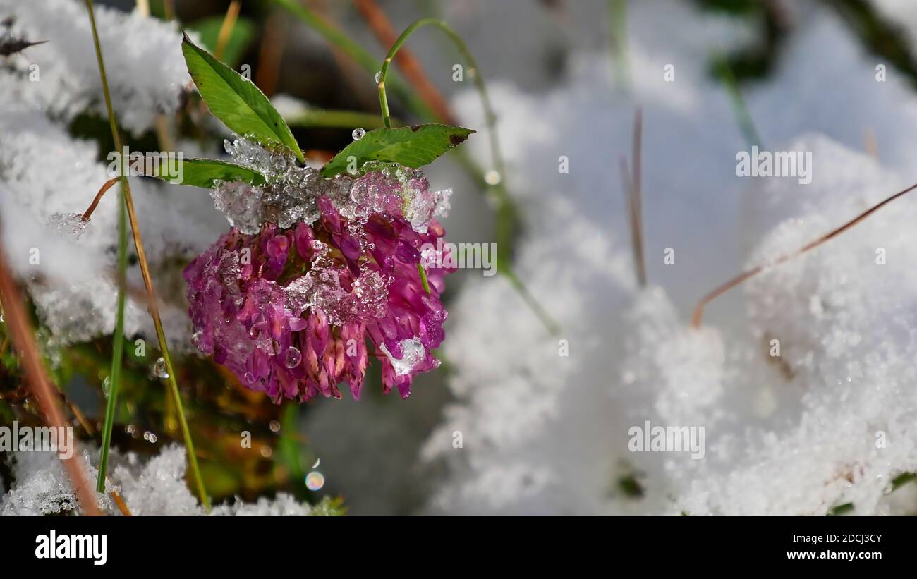 Macro photography of beautiful violet colored alpine wild flower with blossom covered by snow and ice in fall season in Montafon valley, Alps, Austria. Stock Photo