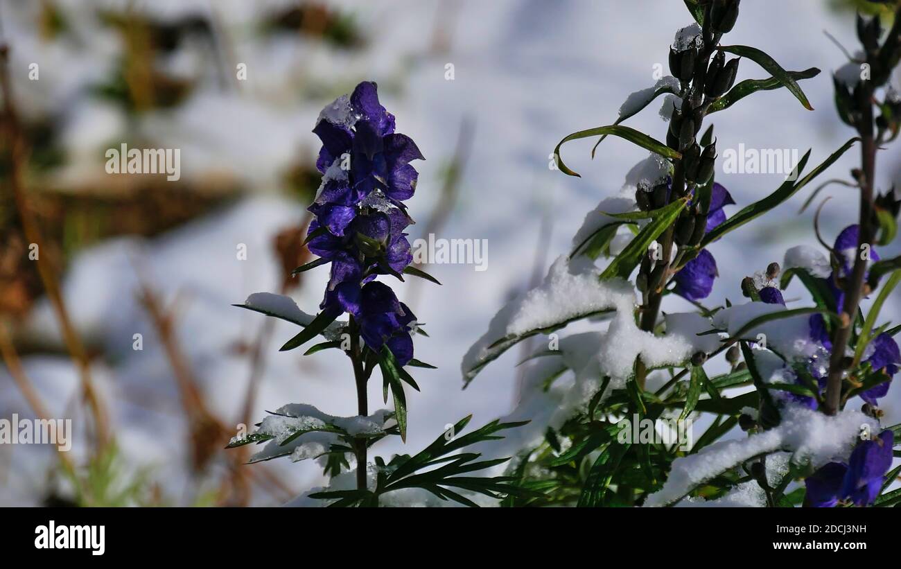 Purple colored alpine flower of aconitum napellus (also monk's-hood, aconite, wolfsbane), a poisonous wild plant, with snow-covered leaves in fall. Stock Photo