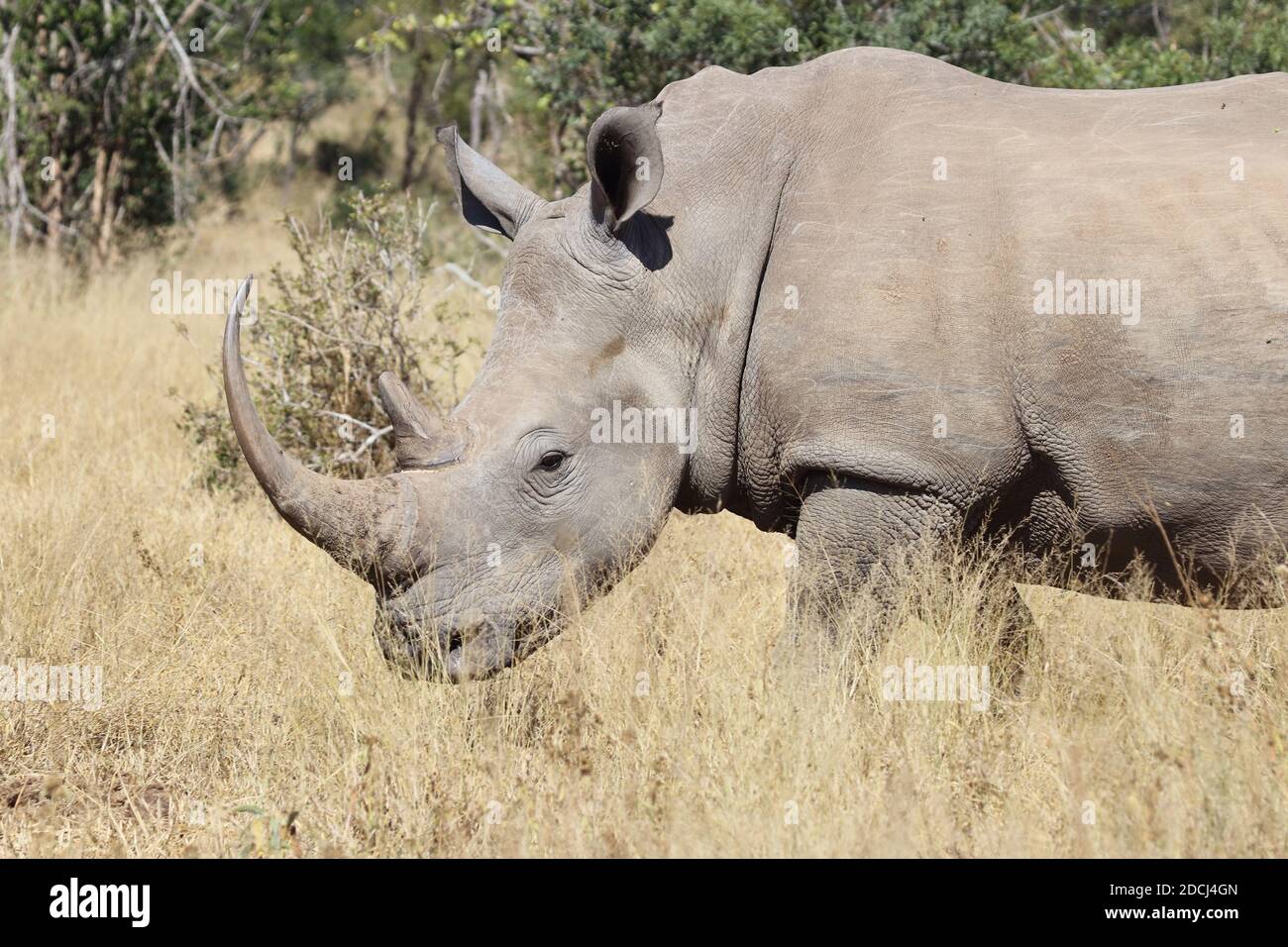 Breitmaulnashorn / Square-lipped rhinoceros / Ceratotherium simum Stock ...