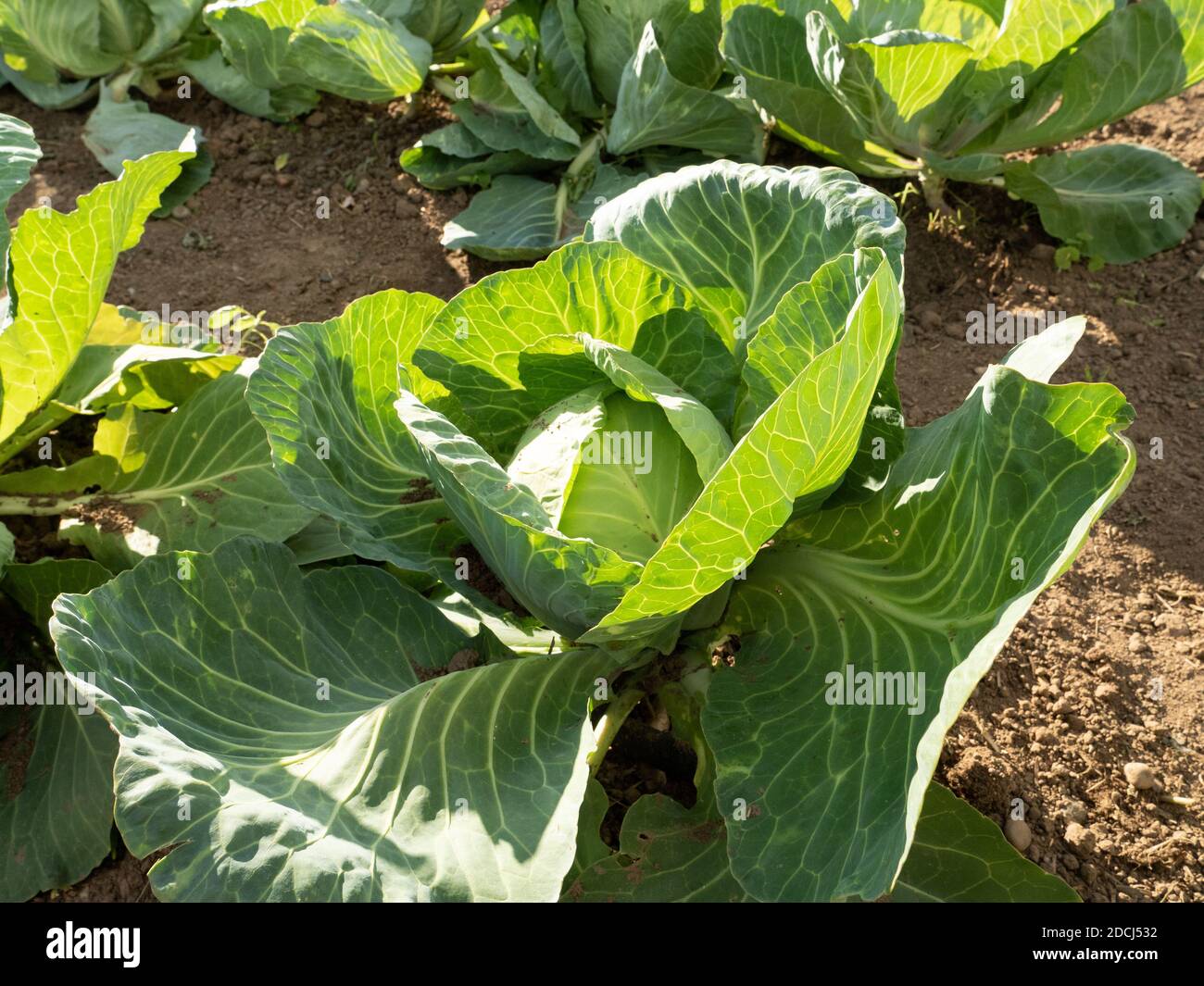 Organic cabbage with big leafs Stock Photo Alamy