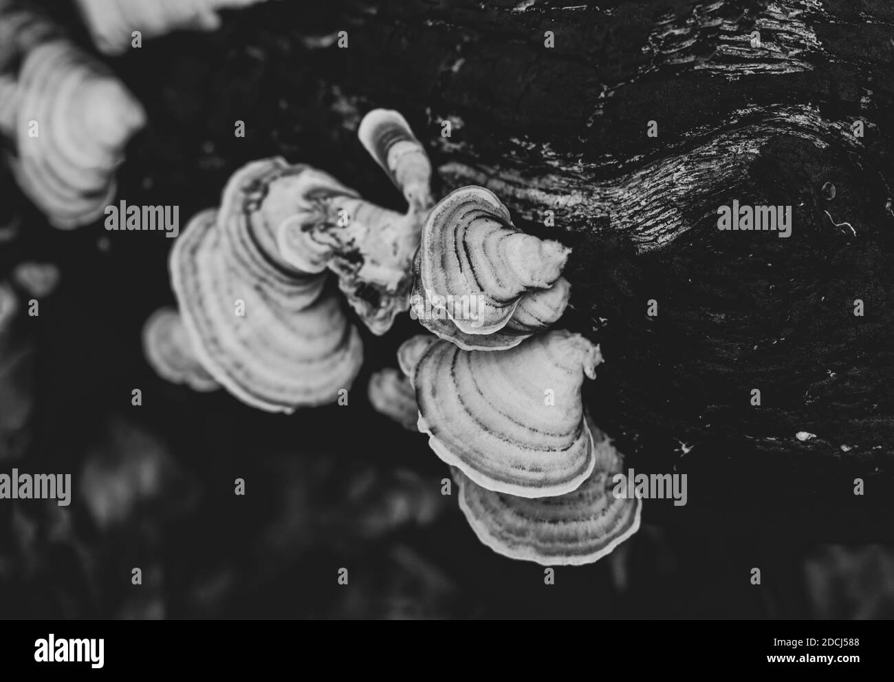 Close up on Pale color Polypore growing on a dark fallen tree trunk. Stock Photo