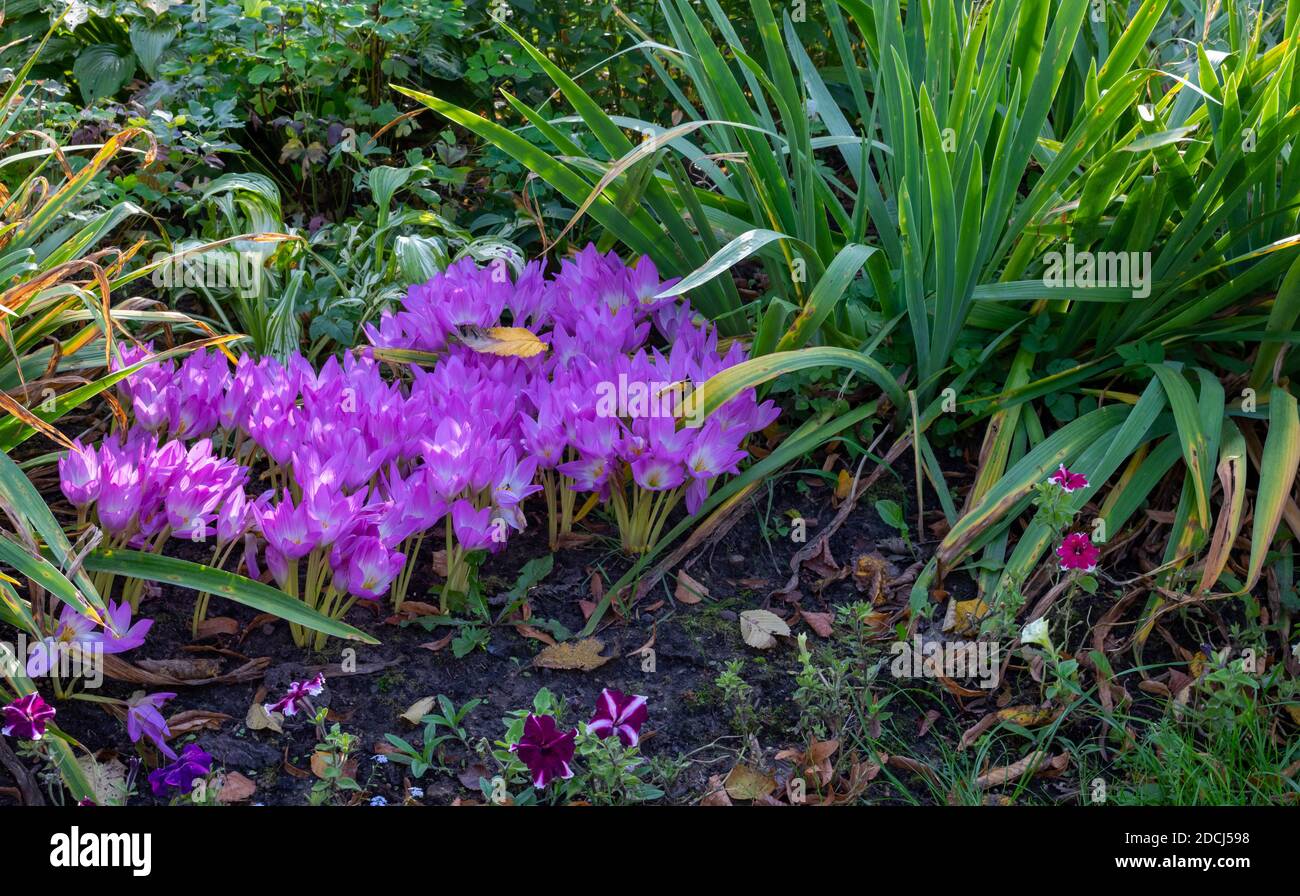 Natural landscape and beautiful autumn background with a group of blooming Crocus flowers in the garden. Beautiful group of lilac crocuses under the b Stock Photo