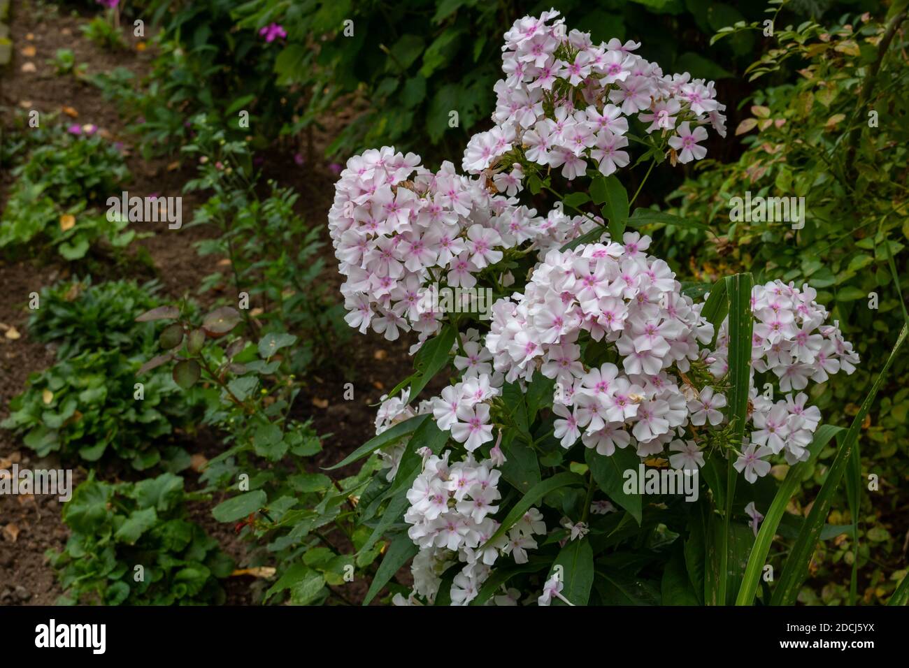 Delicate beautiful Phlox bloomed in a flower bed in the city Park Stock Photo