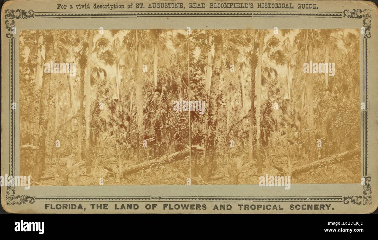 The Wilderness, where Major Dade and 107 of his men were massacred near the Ocklahawa River, Florida, by Osceola and his band., still image, Stereographs, 1850 - 1930 Stock Photo