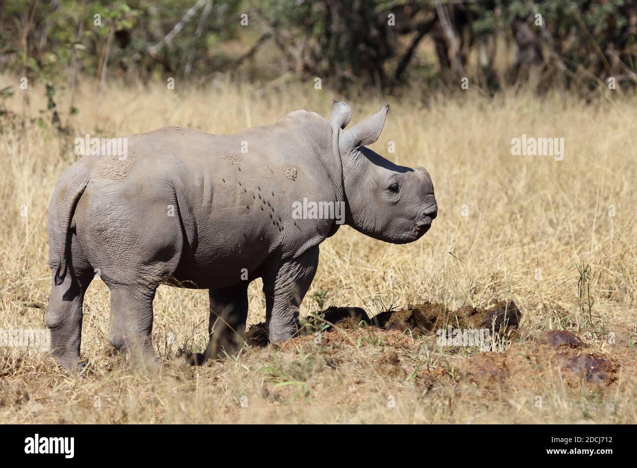 Breitmaulnashorn / Square-lipped rhinoceros / Ceratotherium simum Stock ...