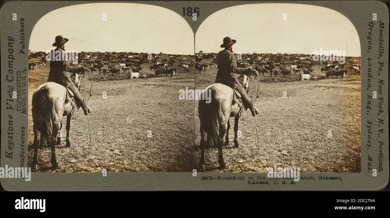 Roundup on the Sherman ranch, Geneseo, Kansas, U.S.A., still image