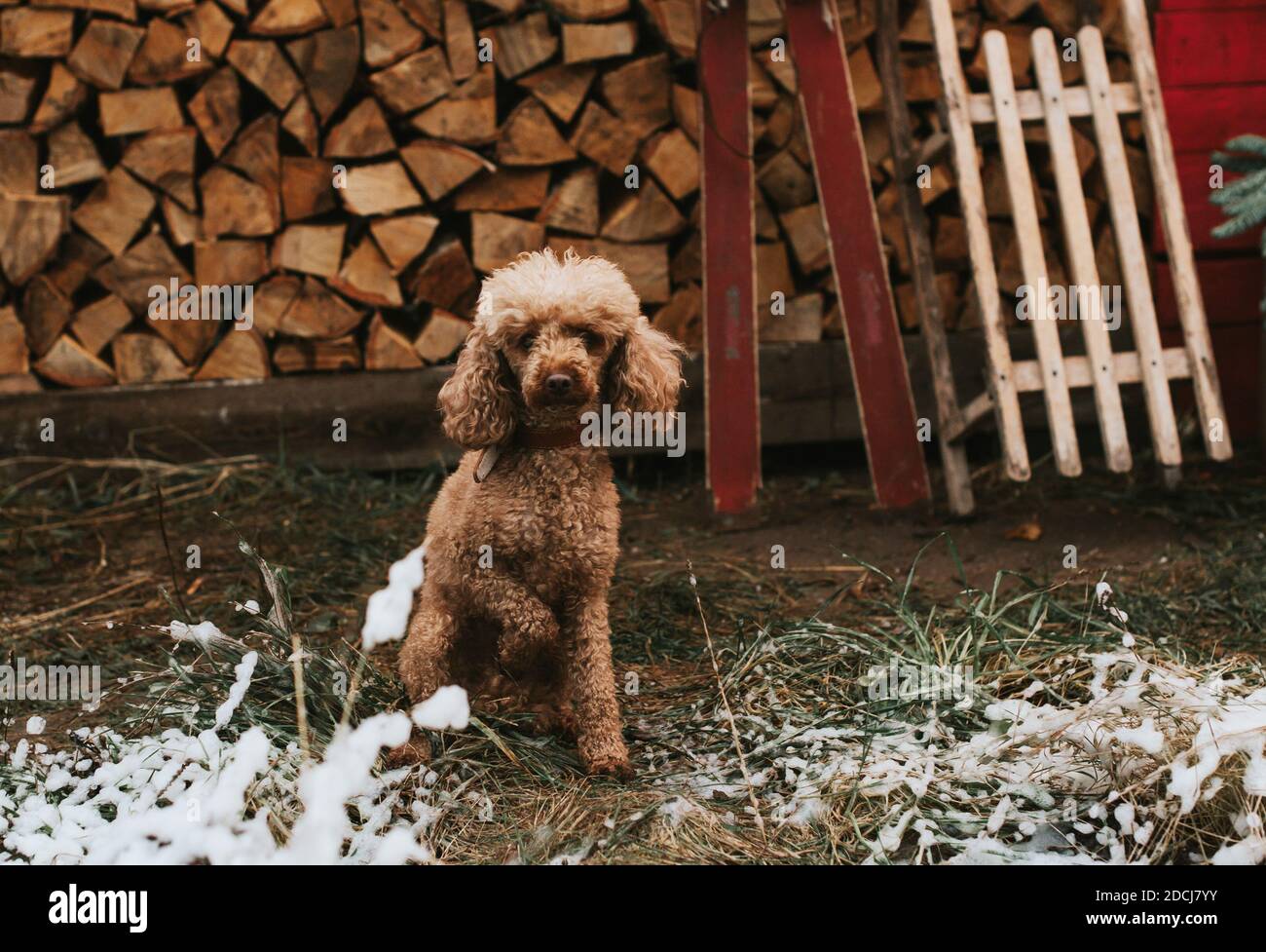 Red hotsell barn sheepadoodle