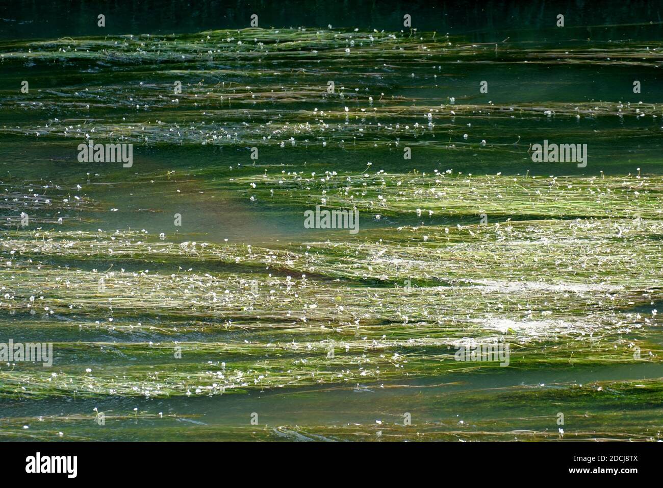 Water plants with tiny white flowers in bloom on the surface of a flowing brook illuminated by sunlight, suitable as background. Horizontal view. Stock Photo