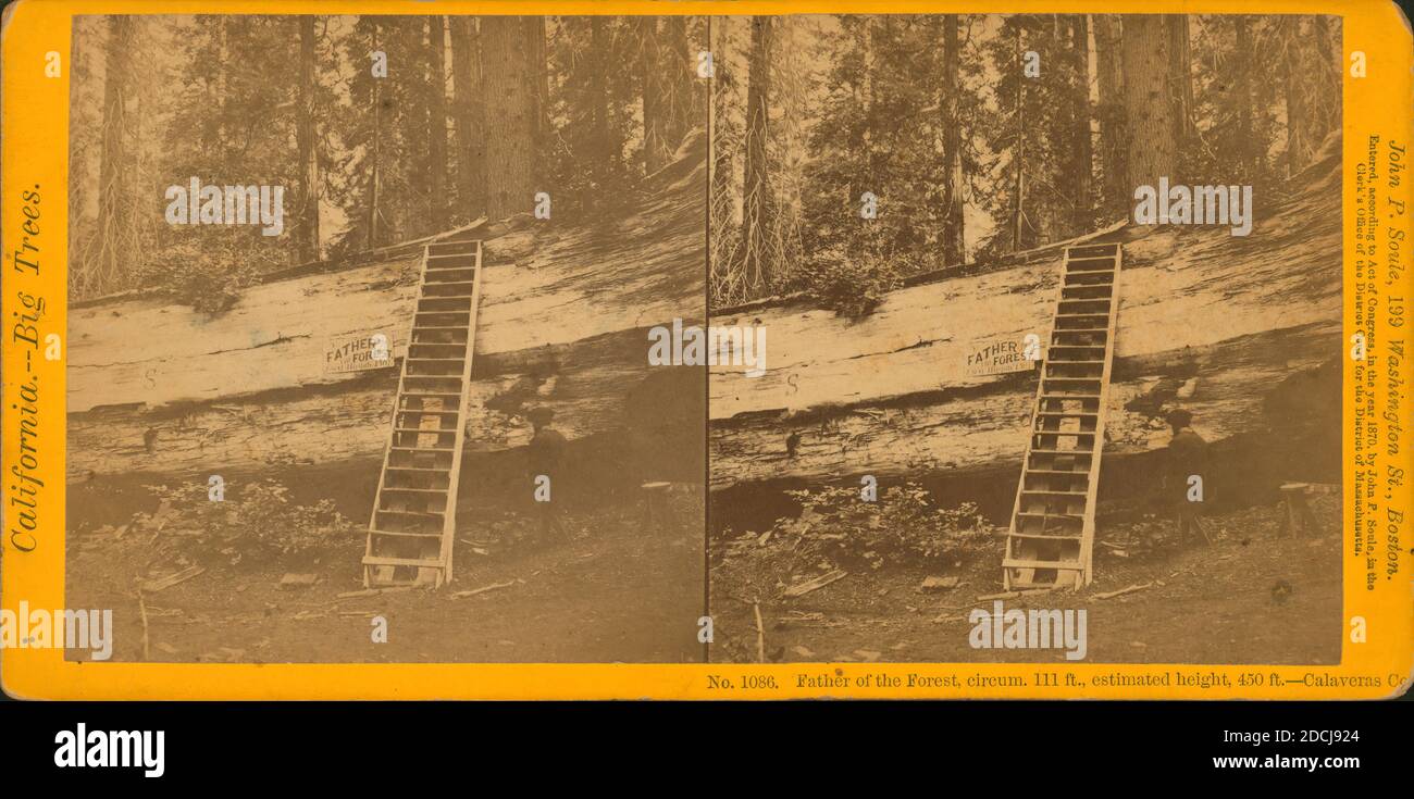 Father of the Forest, circum. 111 feet, estimated height, 450 feet, Calaveras County., still image, Stereographs, 1870, Soule, John P. (1827-1904 Stock Photo