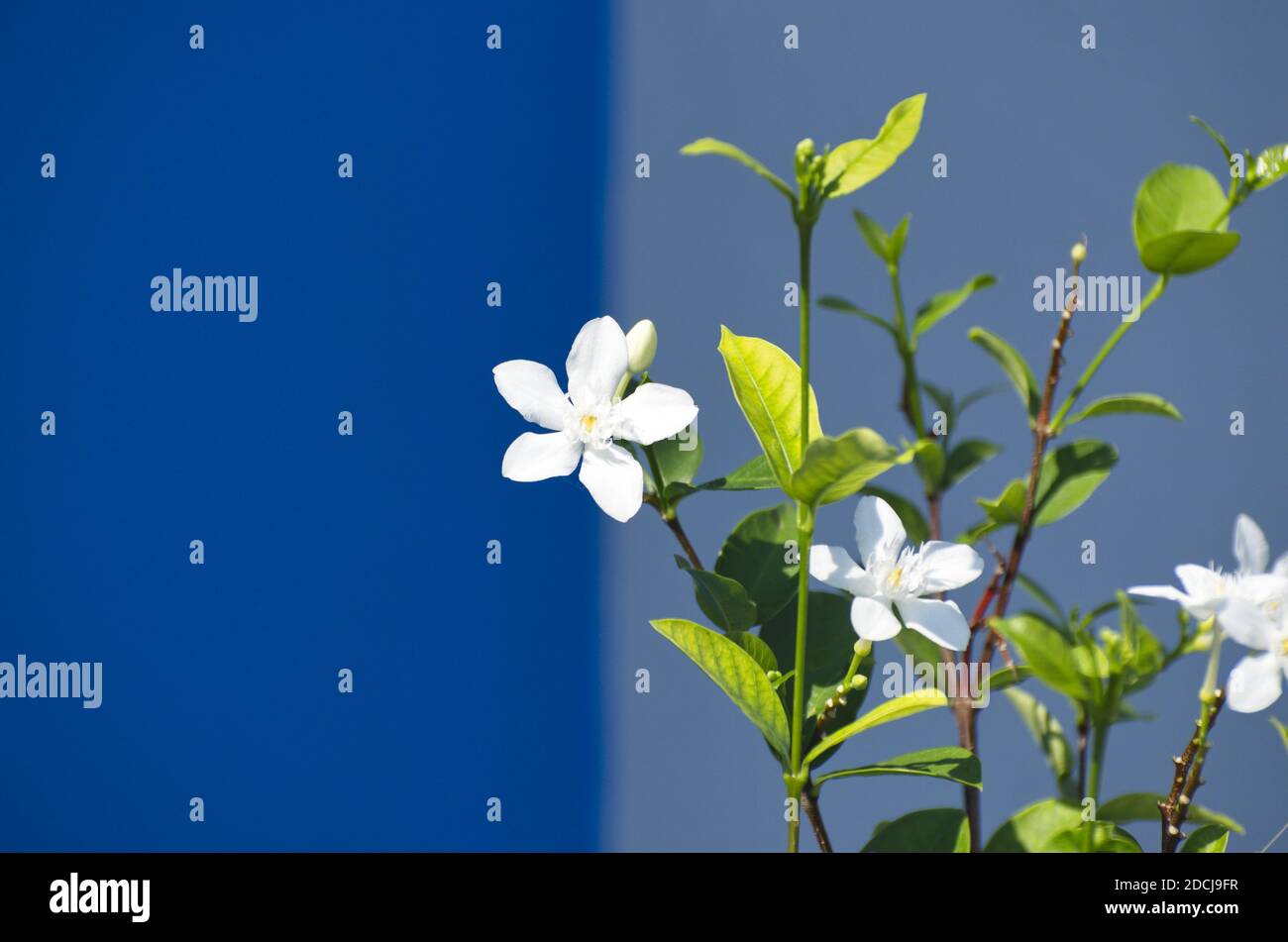 A closeup of potted Wrightia antidysenterica flowers under the lights with a blue blurry background Stock Photo
