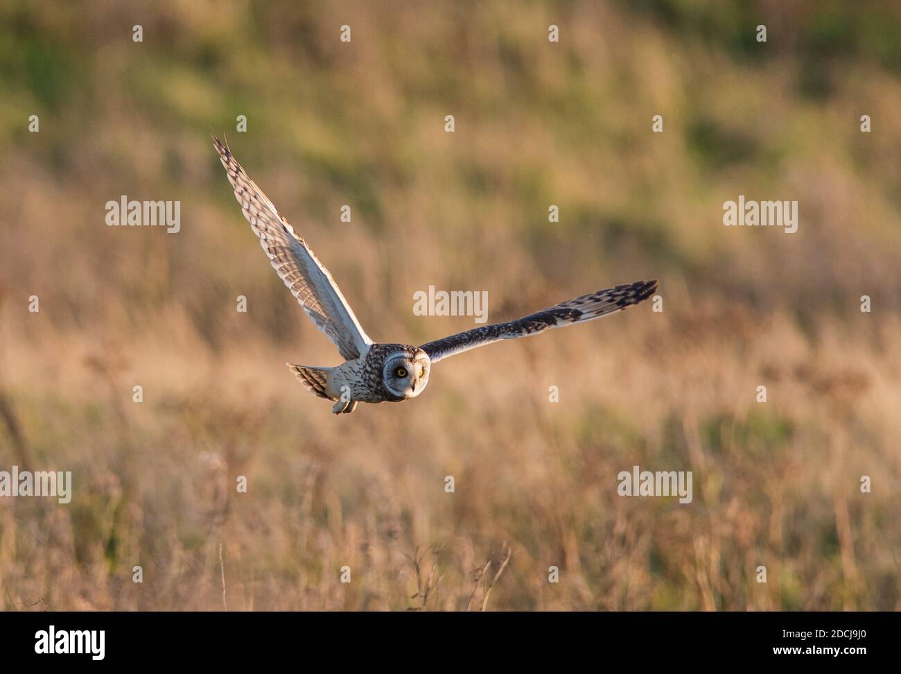 Short eared owl peak district hires stock photography and images Alamy