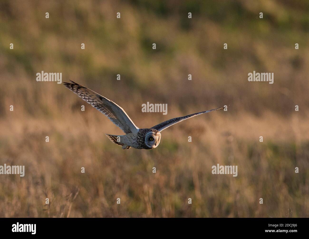 Short eared owl peak district hires stock photography and images Alamy