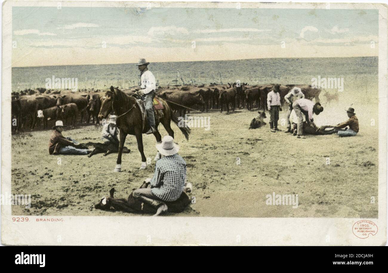 Branding, still image, Postcards, 1898 - 1931 Stock Photo