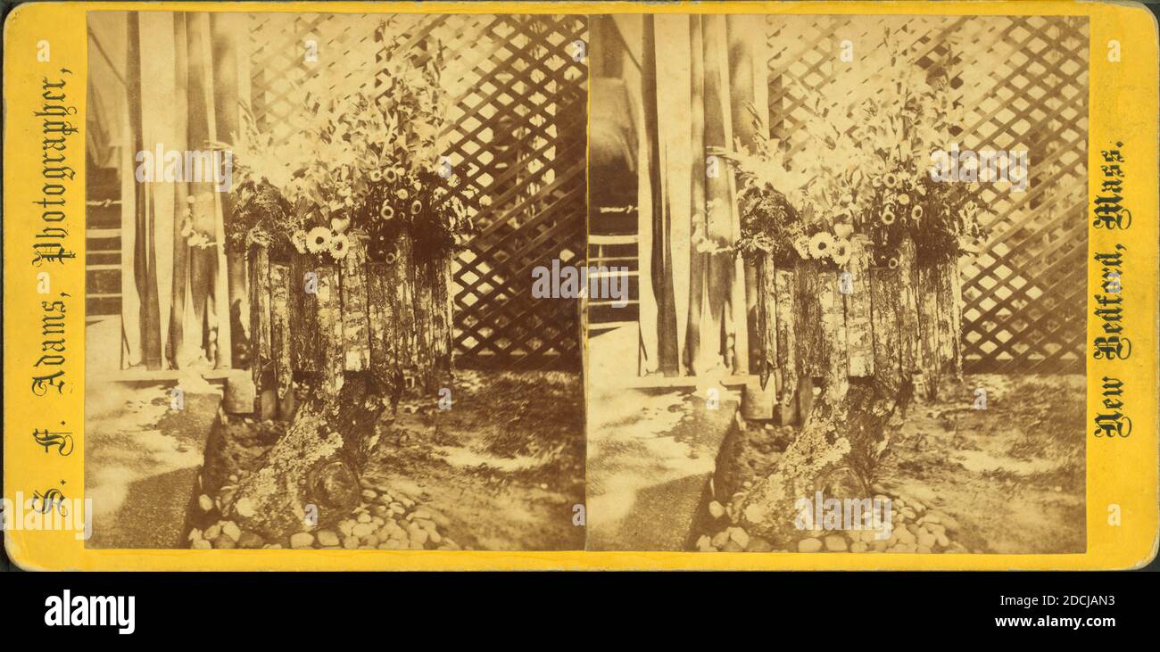 Flowers growing in pot on stump., still image, Stereographs, 1850 - 1930, Adams, S. F. (b. 1844 Stock Photo