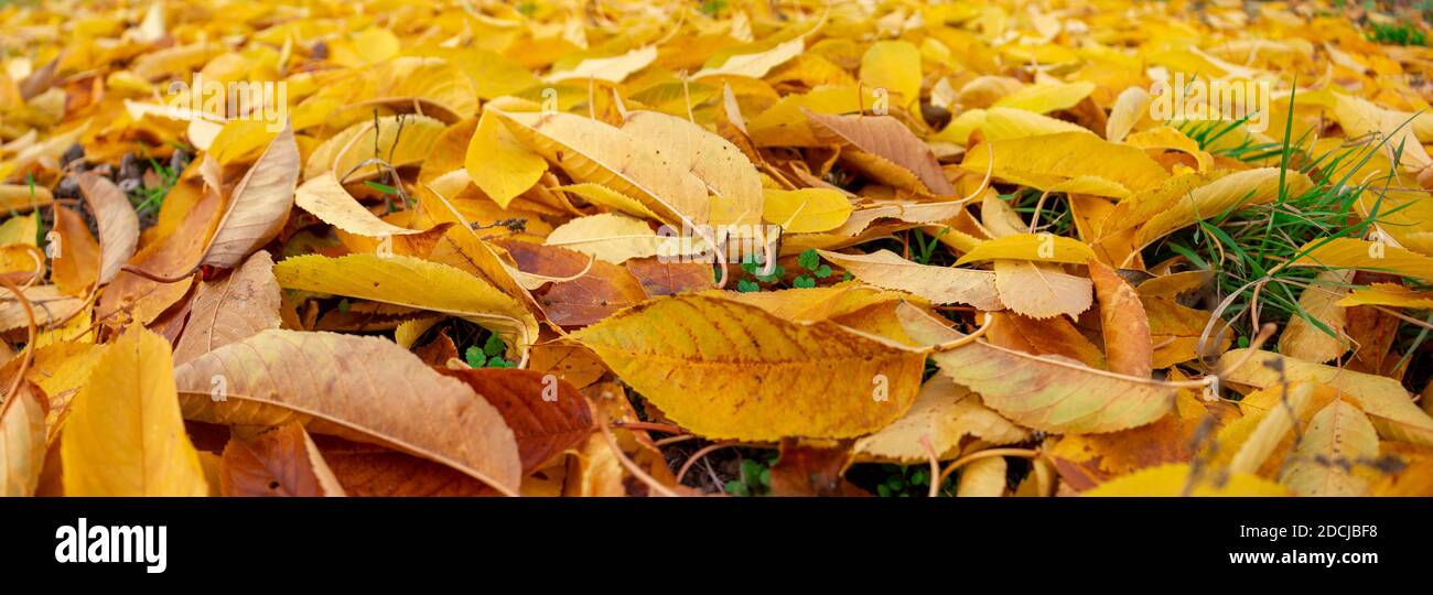 Panorama of yellow fallen leaves lying on the green grass Stock Photo ...