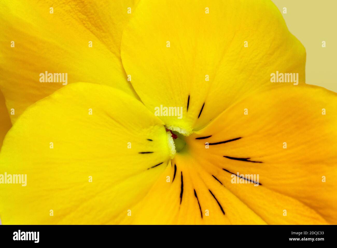 Close up of a yellow pansy with brown marking Stock Photo