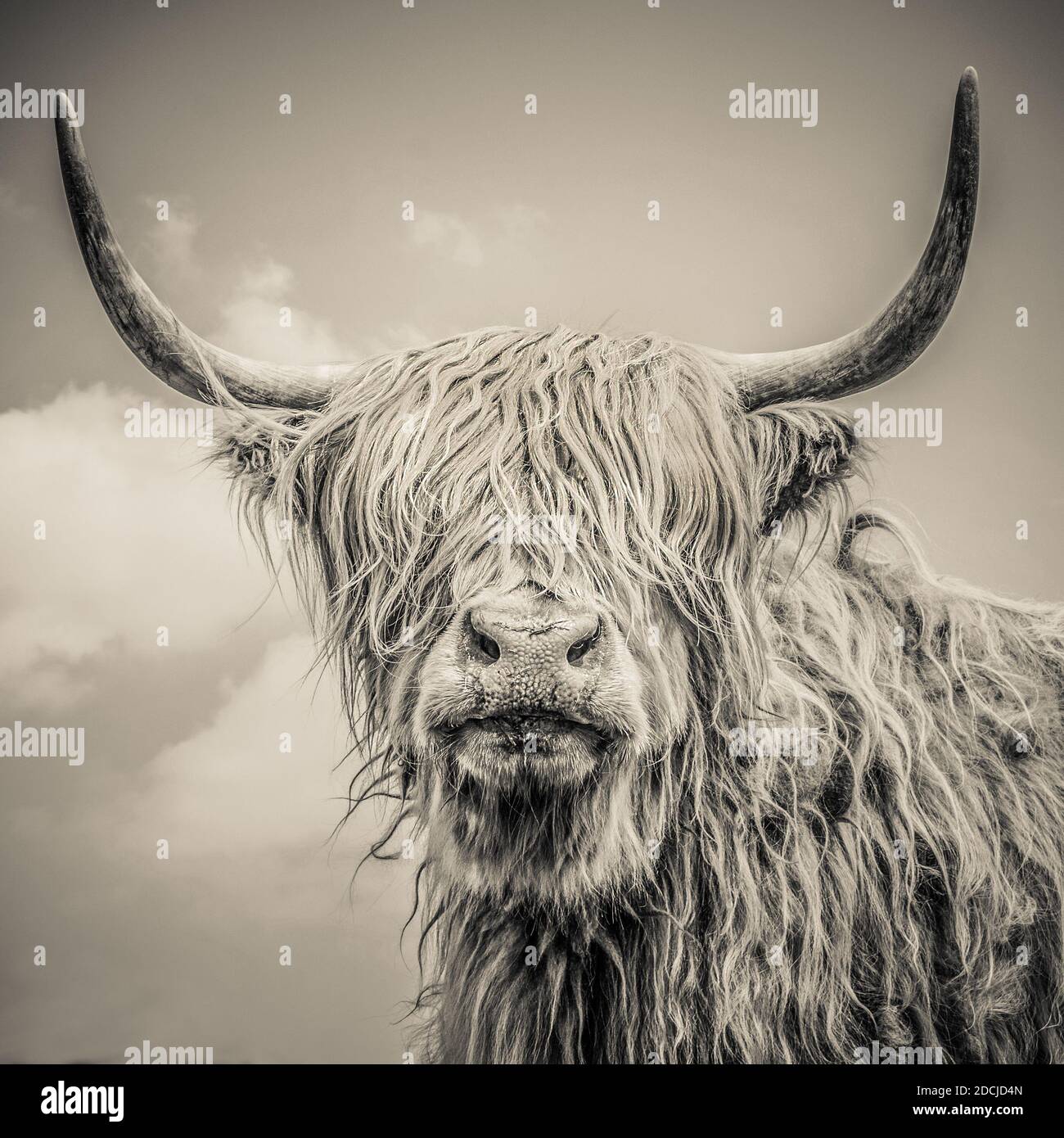 Close up of Highland cattle on a farm Stock Photo
