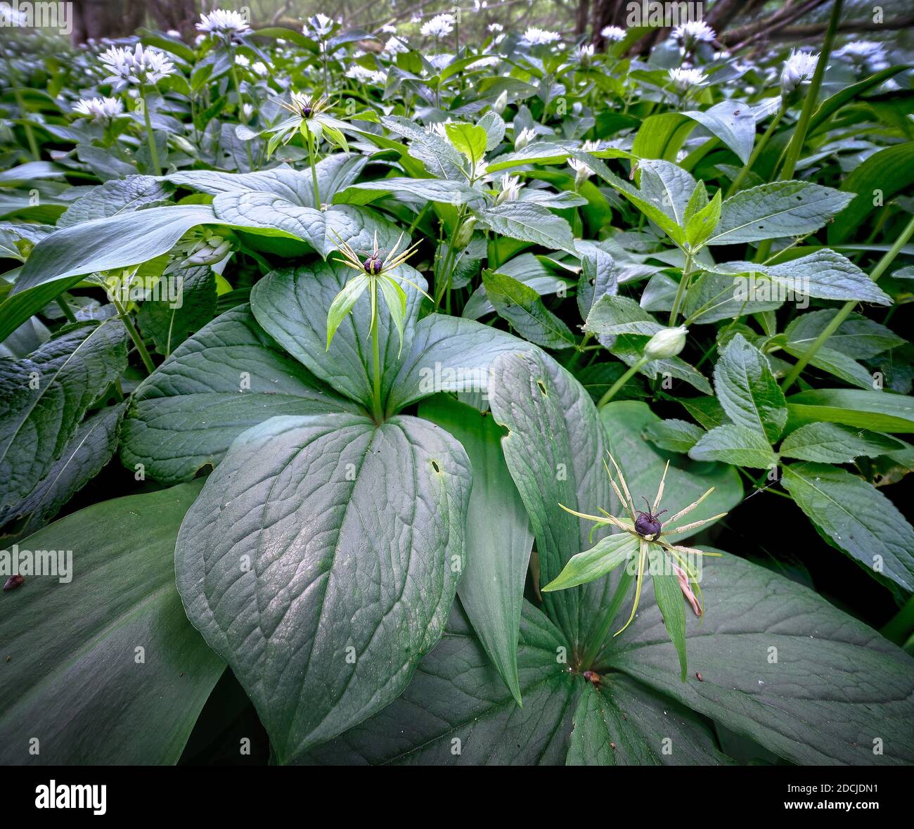 Herb Paris growing in ancient woodland in Sussex, UK Stock Photo